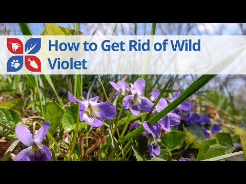  How to Get Rid of Wild Violet Video 