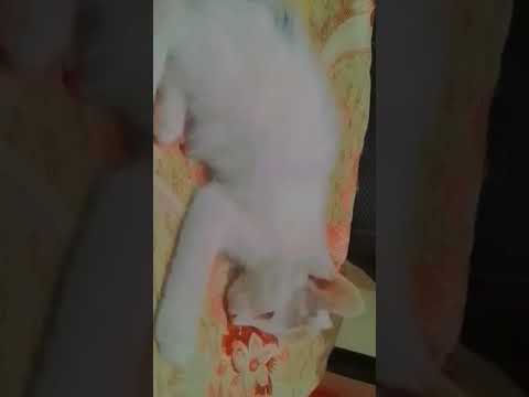 funny cat #funnycats #cat