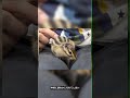シマリス♂（2026年春生まれの新生児）懐っこいです♪のYouTubeサムネイル画像