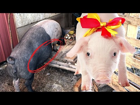 In the nick of time! Cutest baby pigs born before the winter storm on the farm! A happy ending!