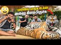 Thailand Tiger Ka Hukum Vj Siddhu Vlogs