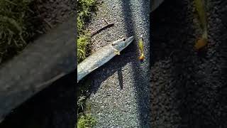 Caught this vicious pike🦈tried to whiplash the camera 😂#fishing #angling #pike #berkleyfishing