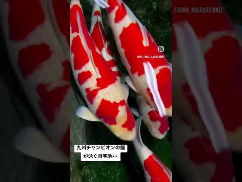 鯉の池 – 日本庭園の生きた宝石  庭園