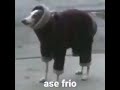 Ase Frio
