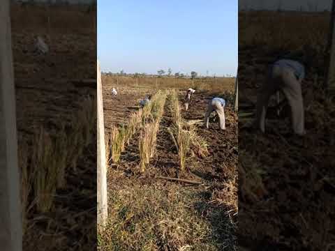 Pure Natural Essential Vetiver Oil