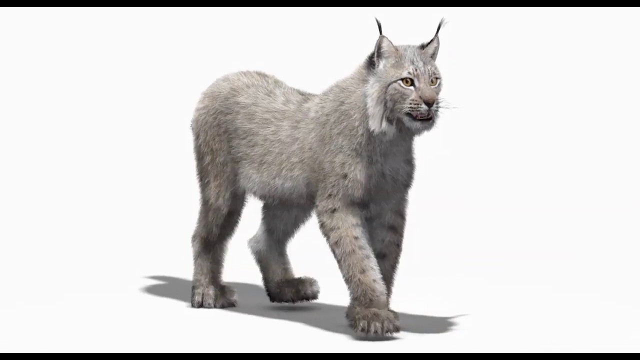 Animated White Eurasian Lynx Fur 3D Model