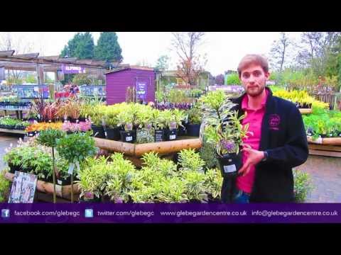 Daphne Odora Rebecca | Glebe Garden Centre Leicester