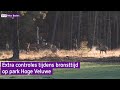 Pottenkijkers op Hoge Veluwe verstoren hertenbronst