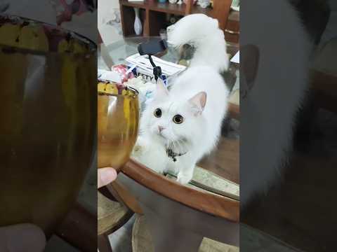 #cat #cutecat #reels #shorts #cute #cuteanimals #catfunny #funny #love #comedy #funnyvideo #cats