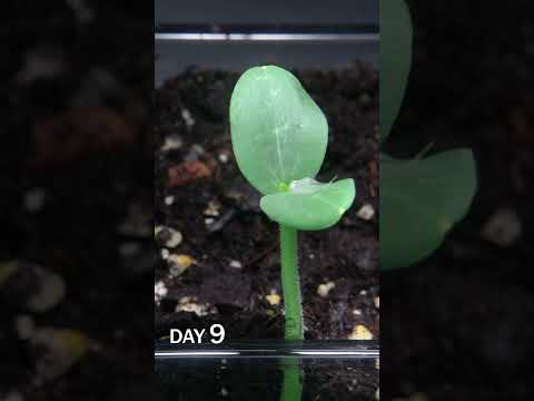Watermelon Sprouting Time Lapse