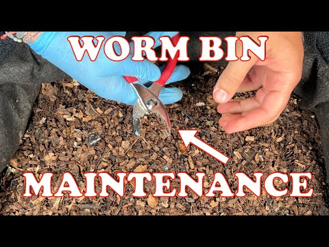 You Gotta Break It To Fix It!! Worm Bin Fun | Vermicompost Worm Farm