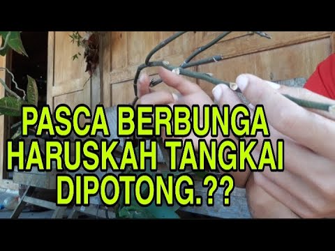 , title : 'Haruskah Tangkai Dipotong Setelah Berbunga?'