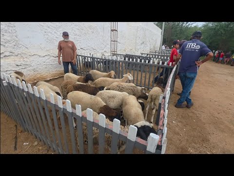 FEIRA DE ANIMAIS DA CIDADE DE BARRA DE SÃO MIGUEL-PB 
