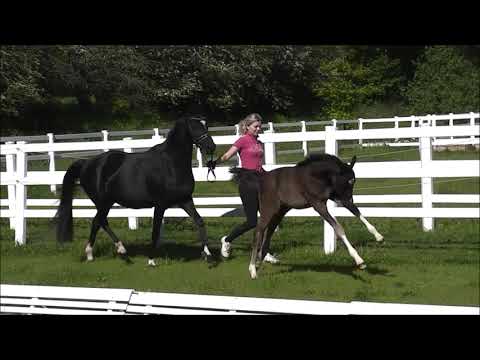 PAV EMBA DR St. v. PHW'S Grandios - Strahlemann