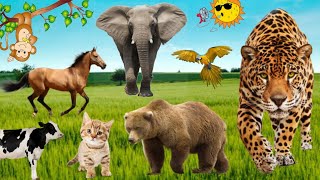 Funny animal sounds | Cow, Cat, Dog, Elephant, Horse, Owl, Rooster... | Familiar animals