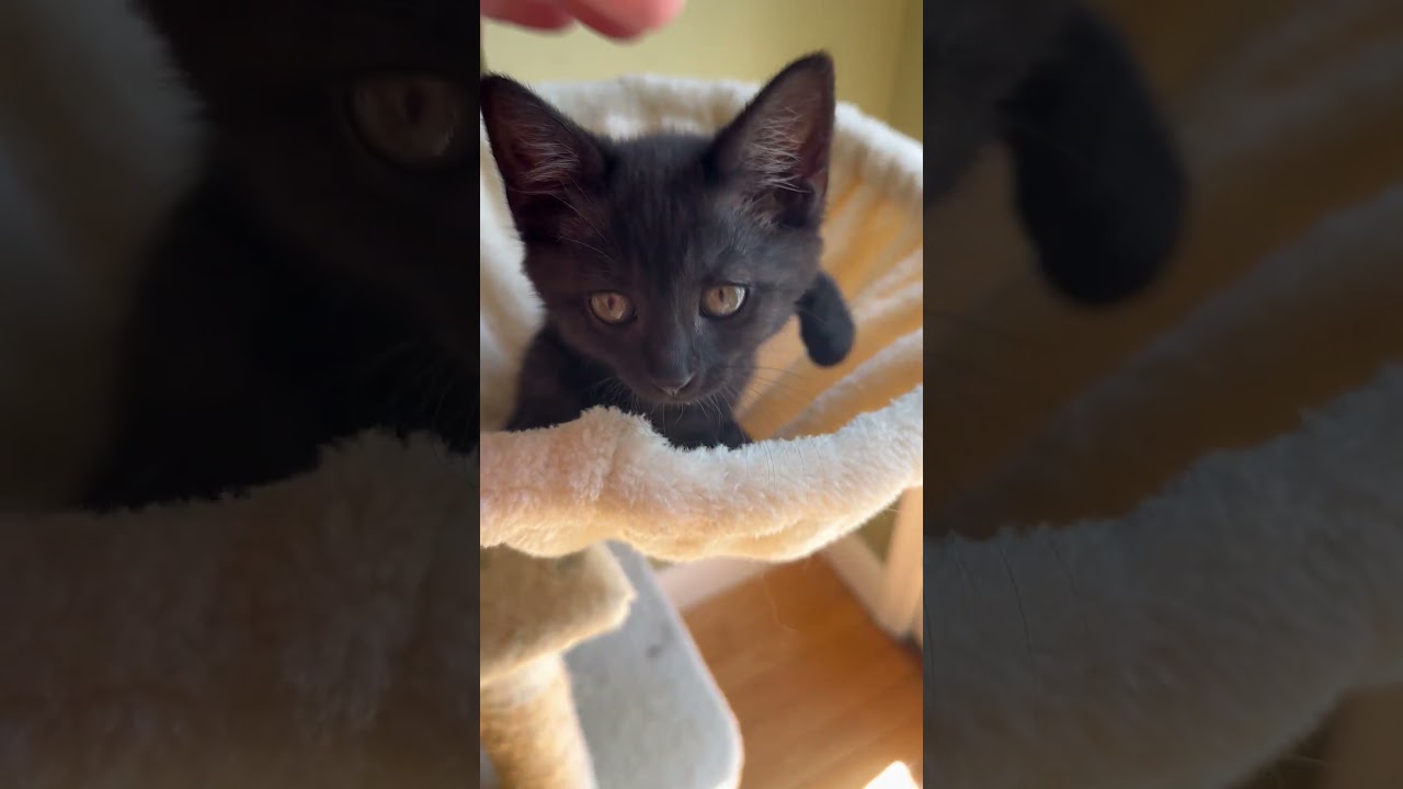 Bamboo (certified cuddle bug), an adopted Domestic Short Hair in Lemoyne, PA video 5/6