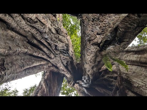 WhatsApp: メッセージの別のオプションが開発中 – 最初のものはすでにテスト可能