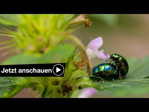 MIT EINEM MAKRO OBJEKTIV FOTOGRAFIEREN TUTORIAL
