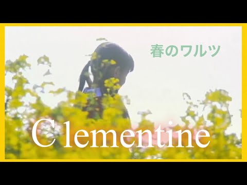 2 つの未熟なクレメンタイン、クレメンタインの木、柑橘類のクレメンタイン