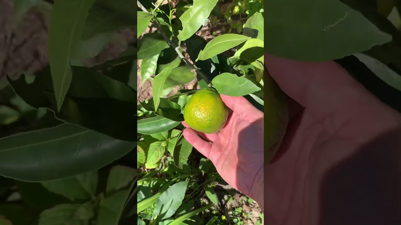 Arctic frost satsuma fall growth and fruit ripening!