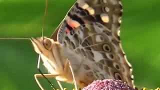 NANA MOUSKOURI, DIE WELT IST VOLL LICHT, (Life is Full of Light) + German Lyrics below