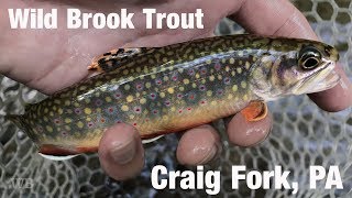 preview picture of video 'WB - Fly Fishing Wild Brook Trout, Craig Fork, PA - May '18'