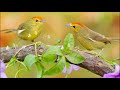 • '♫ ' • Singing birds!  ... (André Rieu music)