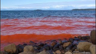 Sea Turn Blood Red South Florida