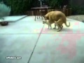 Animal Porn