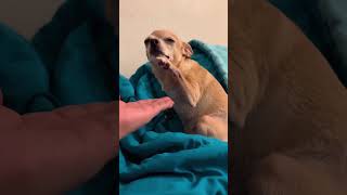 This dog is a good actor.🤣🐶#dogsoftiktok #funnydog #funnyvideos #dog #usa🇺🇸