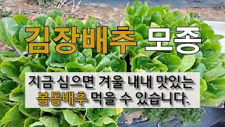 김장 배추 모종 지금 심으면 겨울 내내 맛있는 봄동 배추로 먹을 수 있습니다.