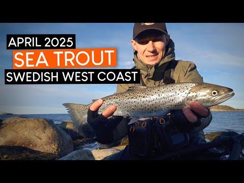 SEA TROUT fishing on the Swedish west coast. Another INCREDIBLE fight!