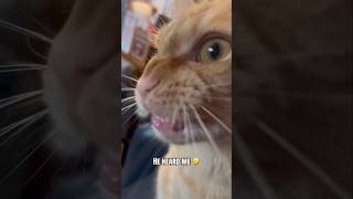 #cat #cute #catvideo #cutecat #funnyvideo #funny #studywithmeandmycat