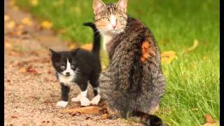 New Warrior Cats Forum