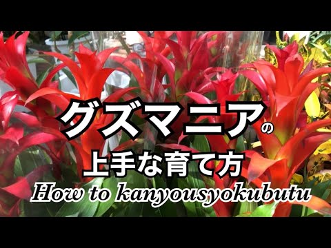 園芸 グズマニア