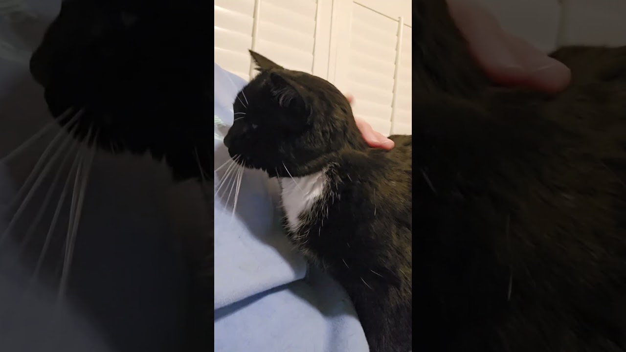 Enlarge Maisy, a Adoptable Domestic Short Hair in White Marsh, MD video 5/5