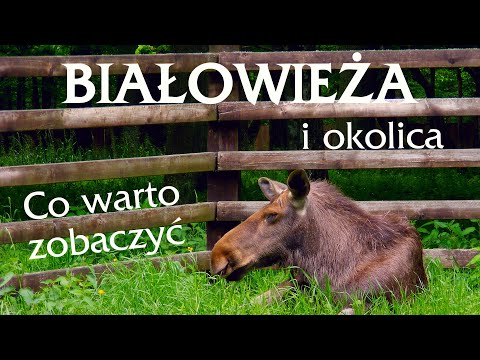 Puszcza Białowieska. Atrakcje turystyczne Białowieży i okolicy
