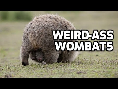 The Interesting End of the Wombat - How?Fascinating! ep.48
