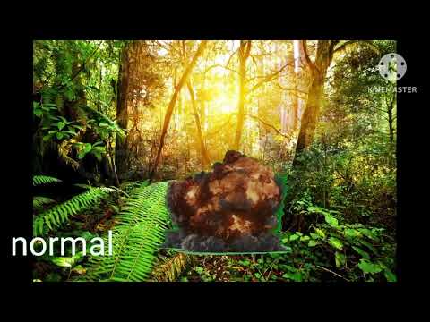 | Huge Building Explosion at 2500fps | Boom Blast Experiment | | Boom Blast In Jungle |