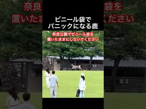 観光客が置いたビニール袋でパニックになる鹿(奈良公園) #shorts