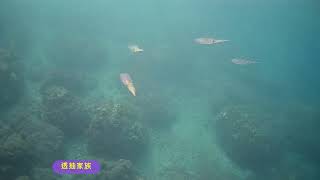 豆腐岬碰到透抽