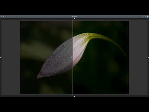 Editing moments with darktable 2.6.2 Episode 15: Flower bud