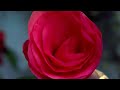 Rose And The Thorn the 13th Floor Elevators #QuiverMusicLoveSongs #QuiverMusicPsychedelic
