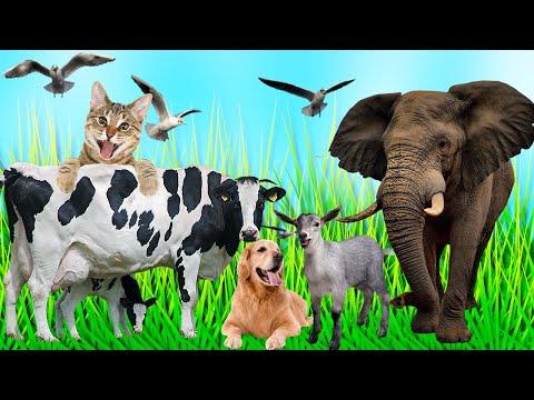, title : 'Aprenda Animais da Fazenda, Cavalo, Elefante, Vaca, Gato, Cachorro, Sons dos Animais da Familia'