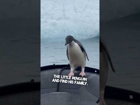 They helped a lost penguin find his home ❤️