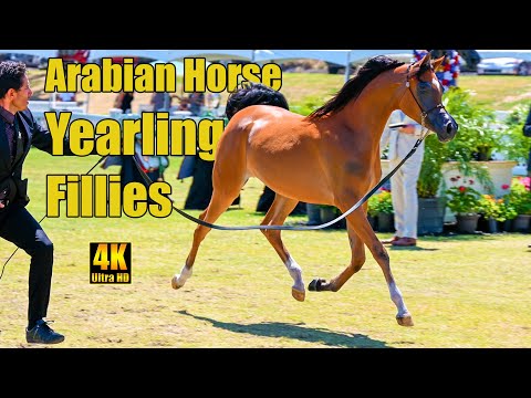 Yearling Filly Supreme Championship - Breeders World Cup Arabian Horse Show
