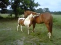 Scratch My Back And I Ll Scratch Yours