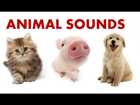 download lagu mp3 mp4 Different Sounds Of Animals, download lagu Different Sounds Of Animals gratis, unduh video klip Different Sounds Of Animals