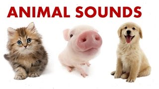 Animal Sounds For Children To Learn || BEST