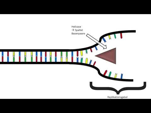 Die DNA-Replikation 5